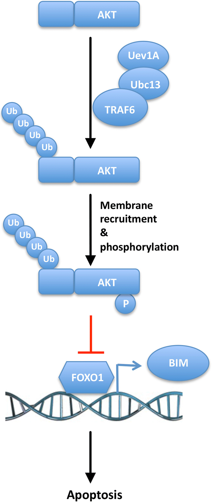 Fig. 8