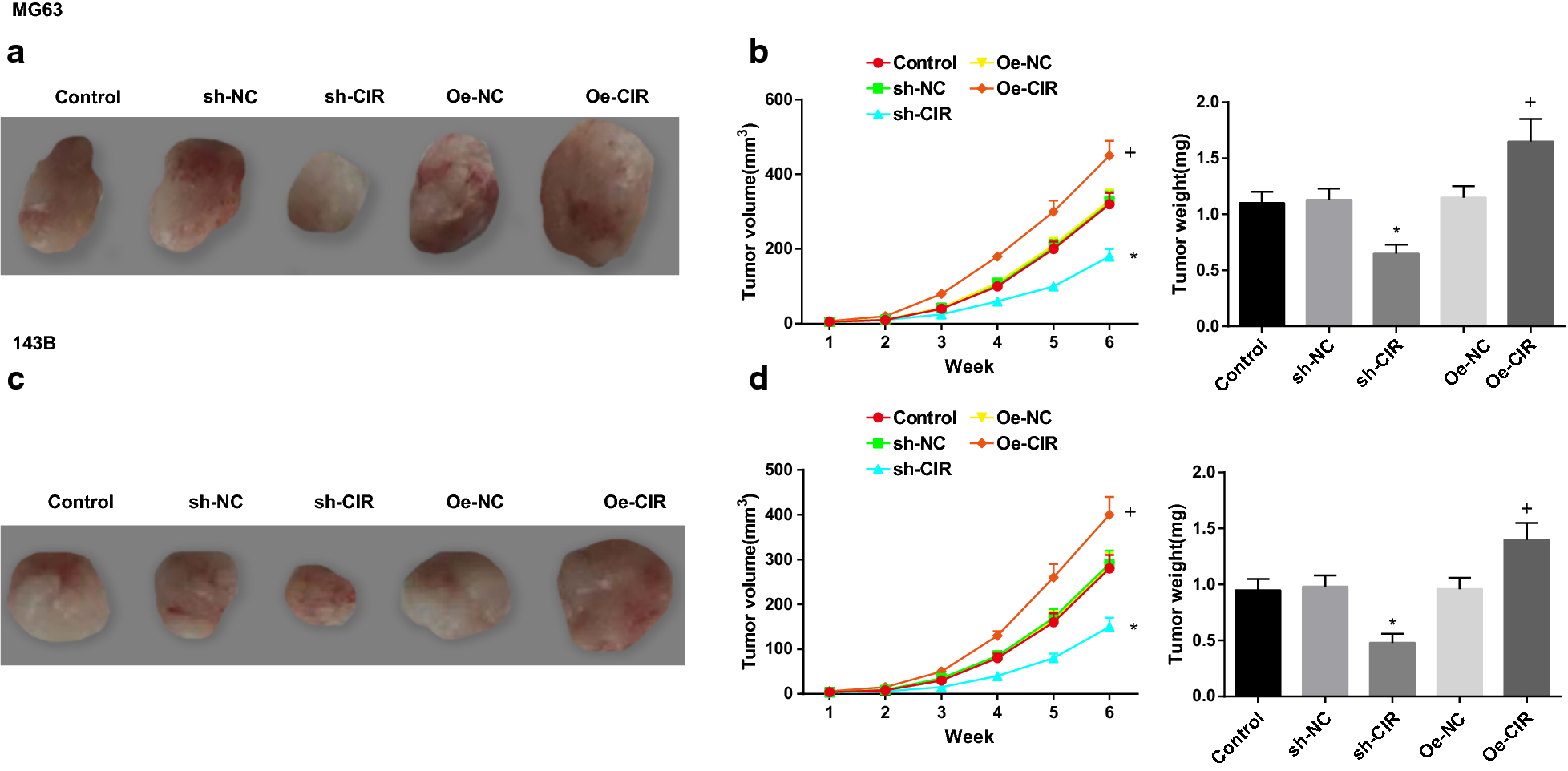 Fig. 8