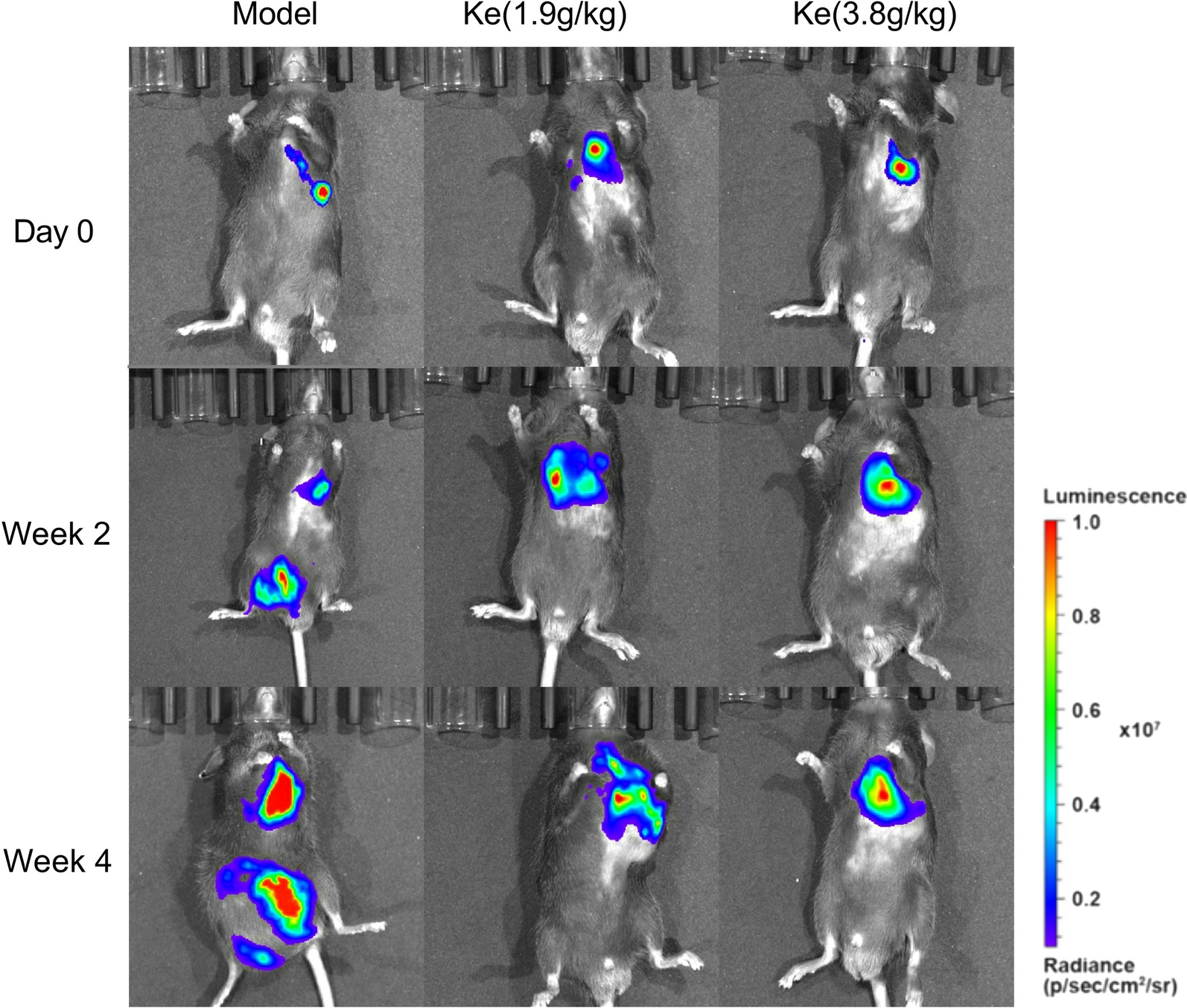 Fig. 6