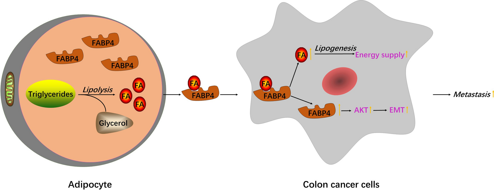 Fig.7