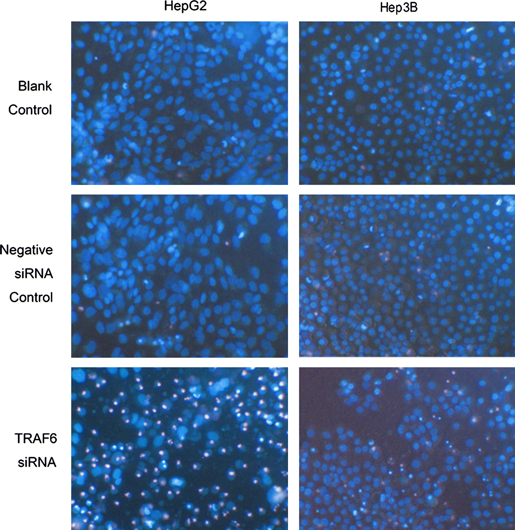 Fig. 6