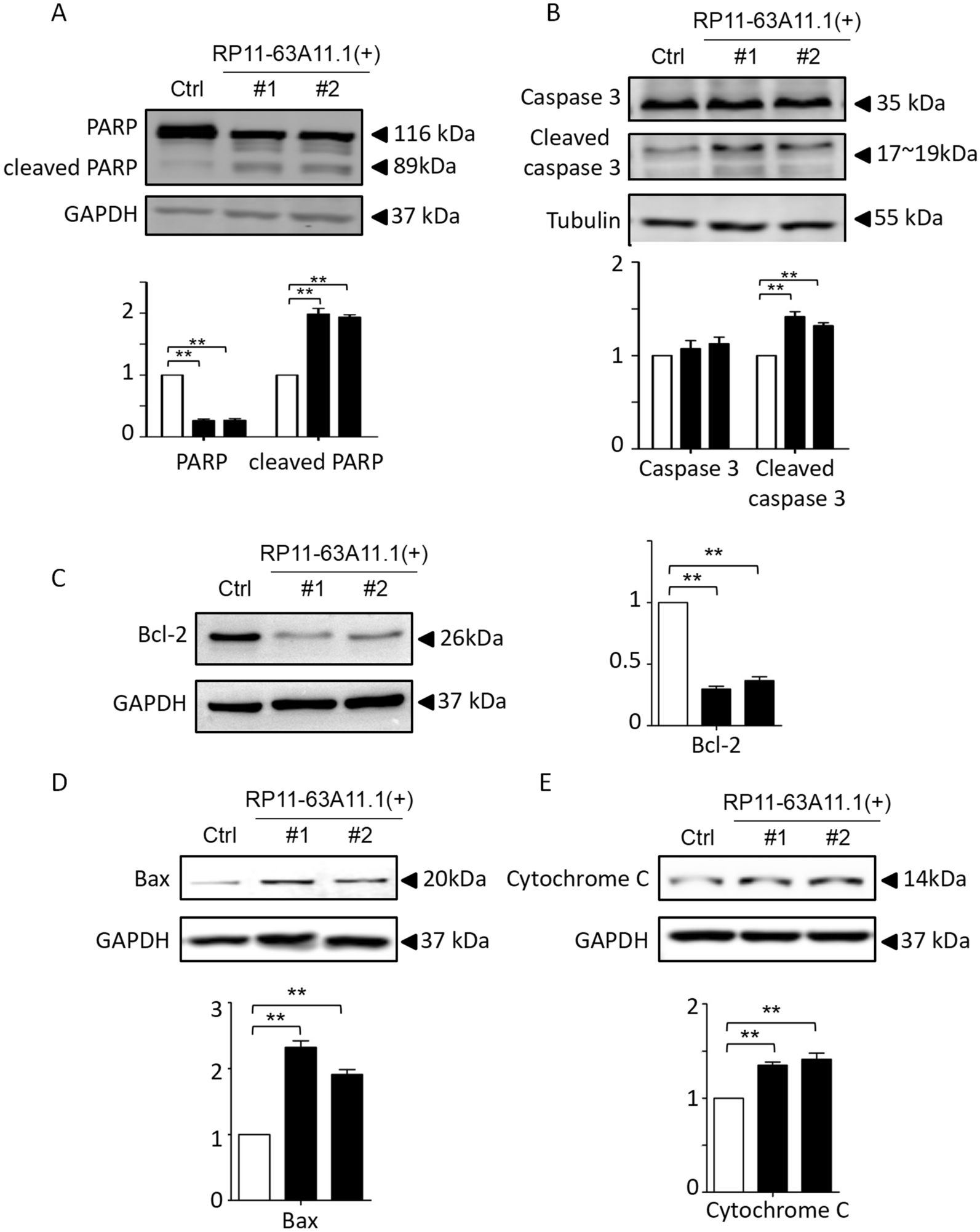 Fig. 9