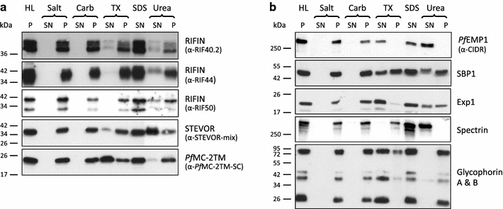 Figure 5