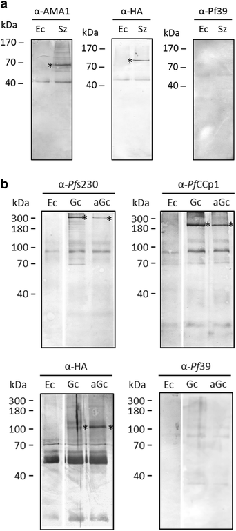 Fig. 6