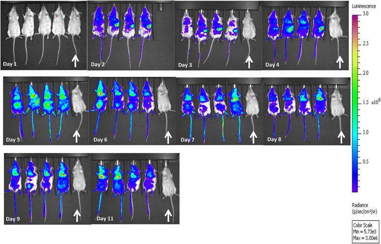 Fig. 5