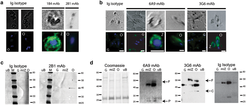 Fig. 3