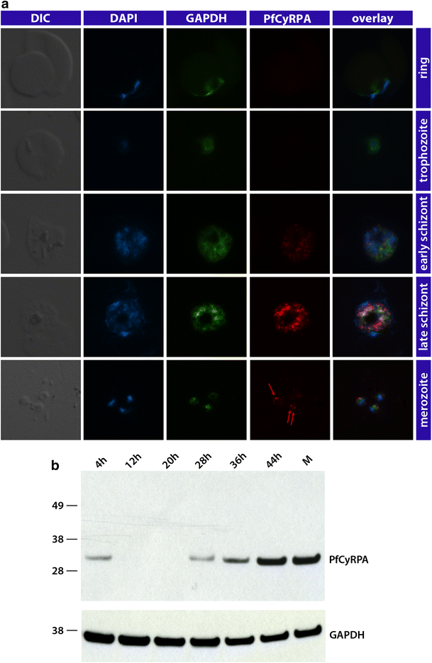 Fig. 4