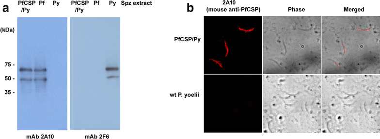 Fig. 3