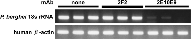 Fig. 5