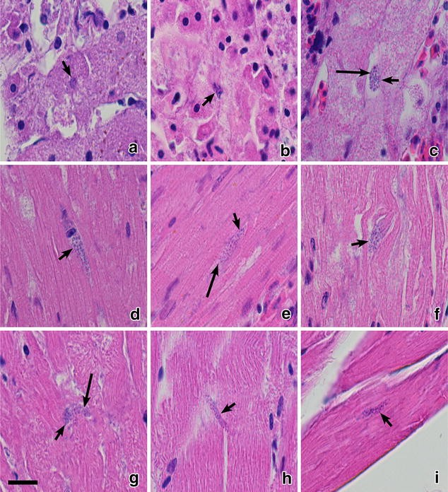 Fig. 3