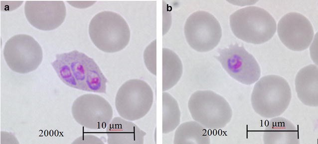 Fig. 2