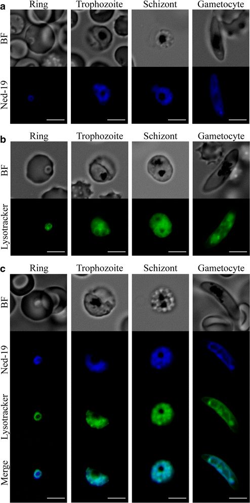 Fig. 4