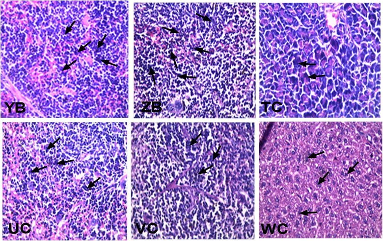 Fig. 7