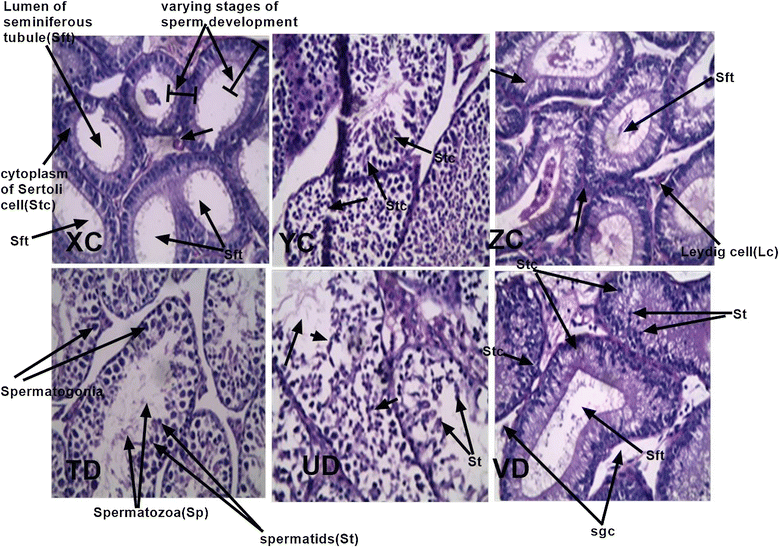 Fig. 8