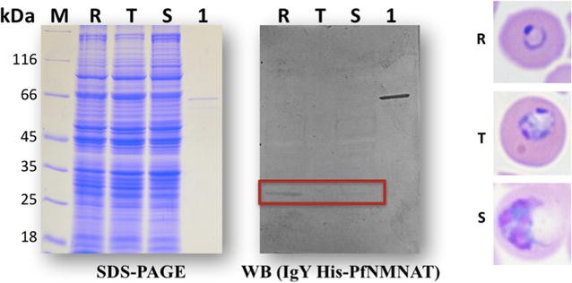 Fig. 6