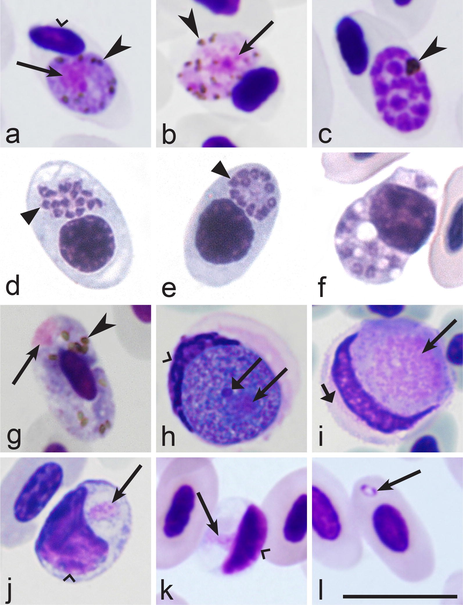 Fig. 1