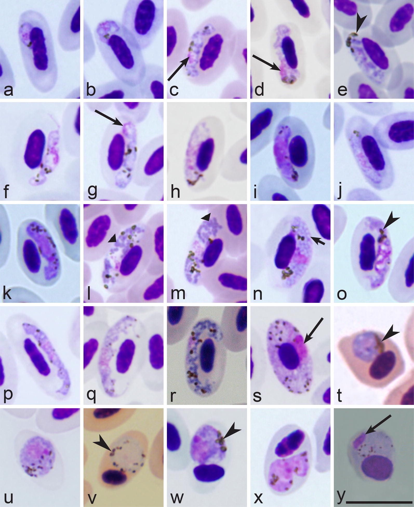 Keys To The Avian Malaria Parasites Malaria Journal Full Text