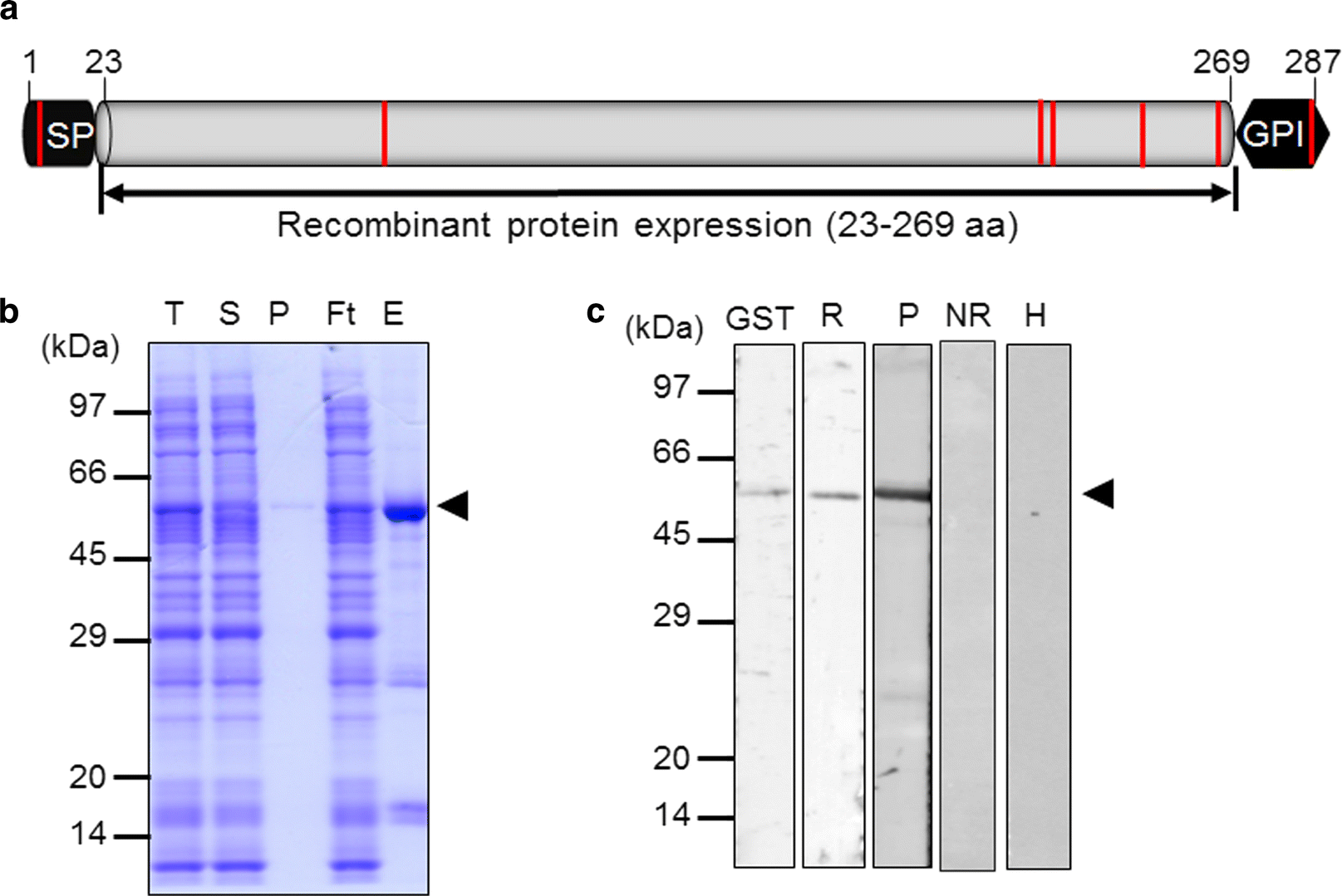 Fig. 1