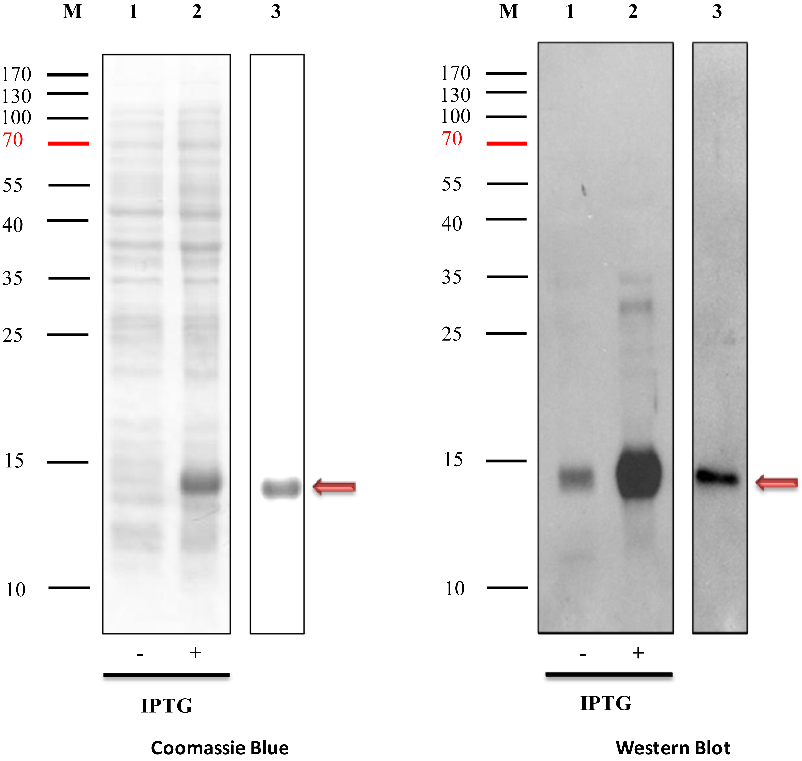 Fig. 6