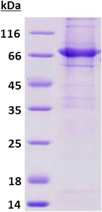 Fig. 1