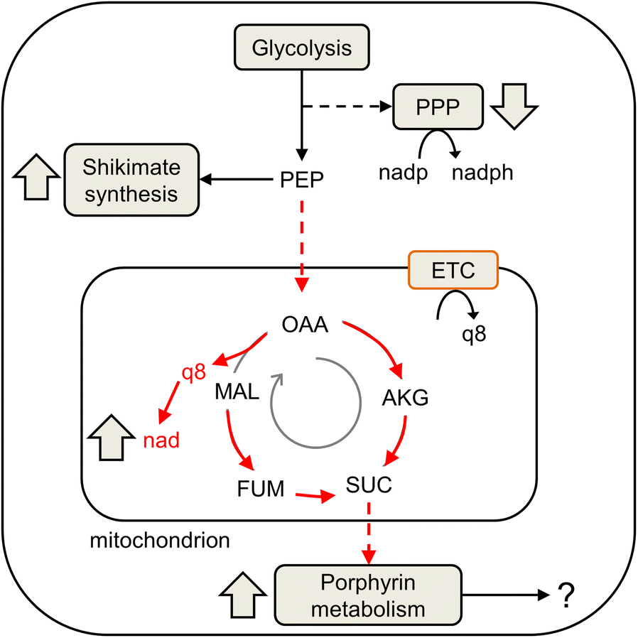 Fig. 8