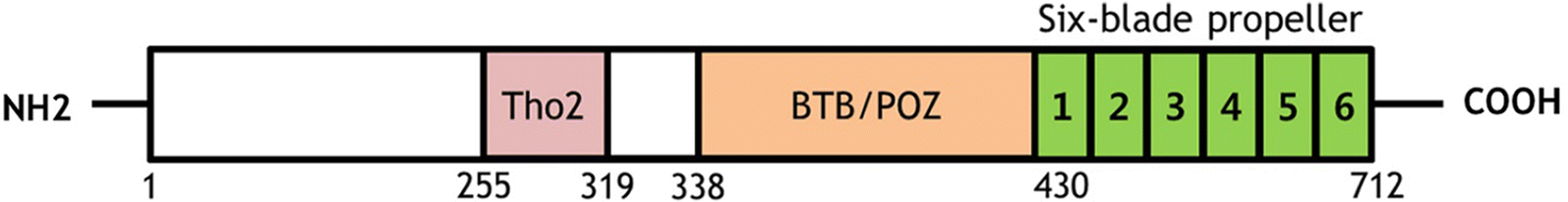 Fig. 1