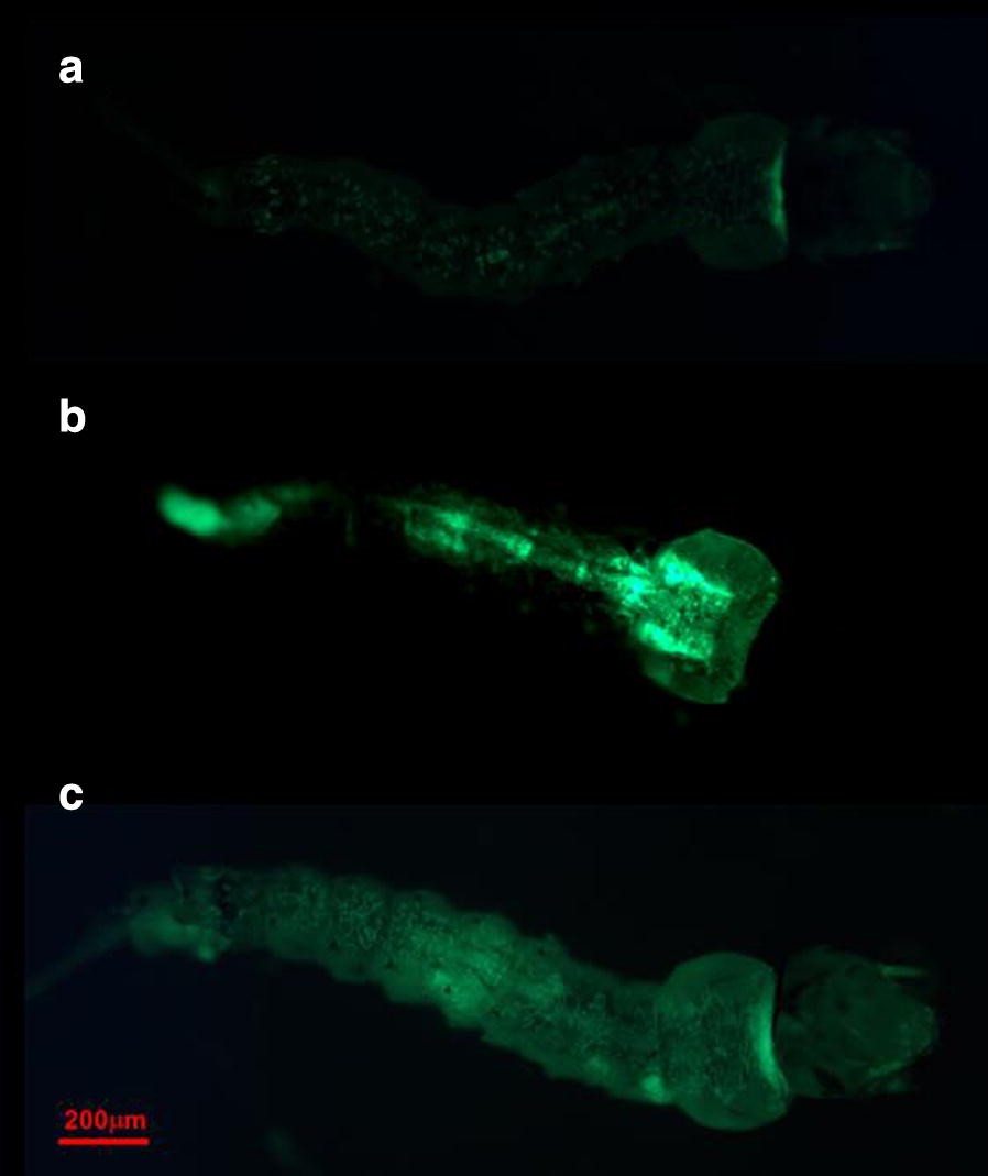 Fig. 3