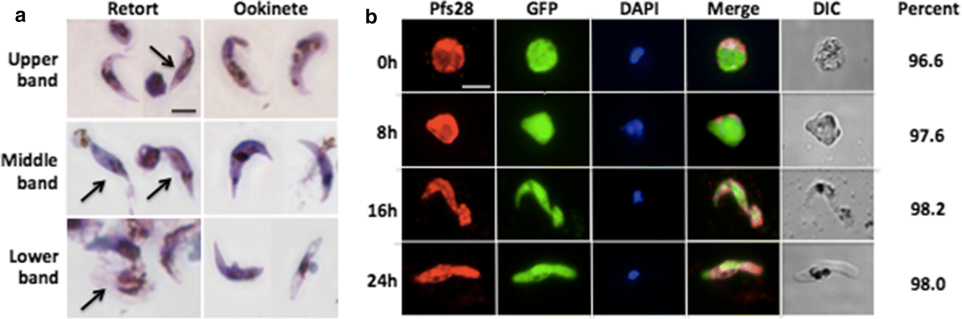 Fig. 4