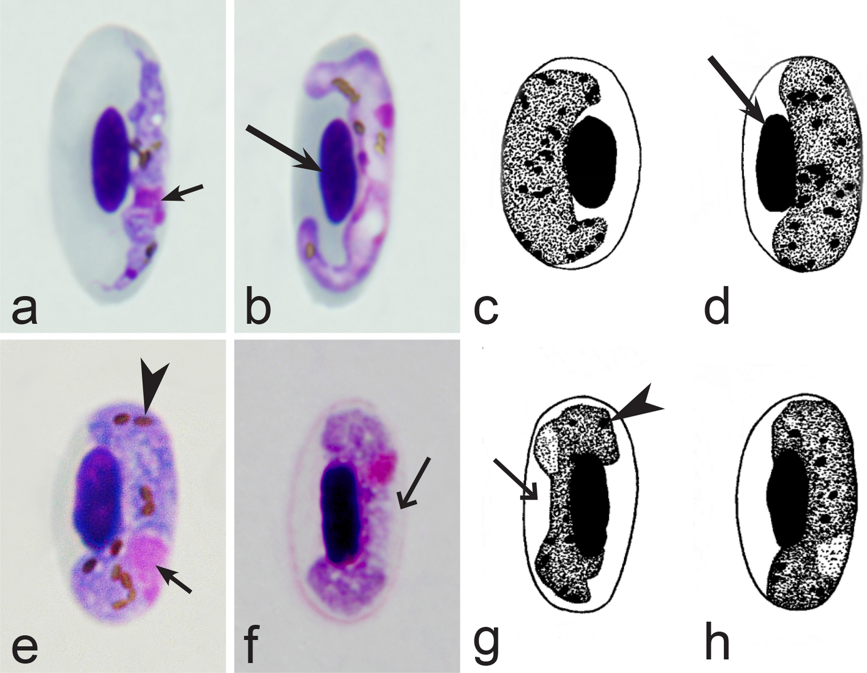 Fig. 18