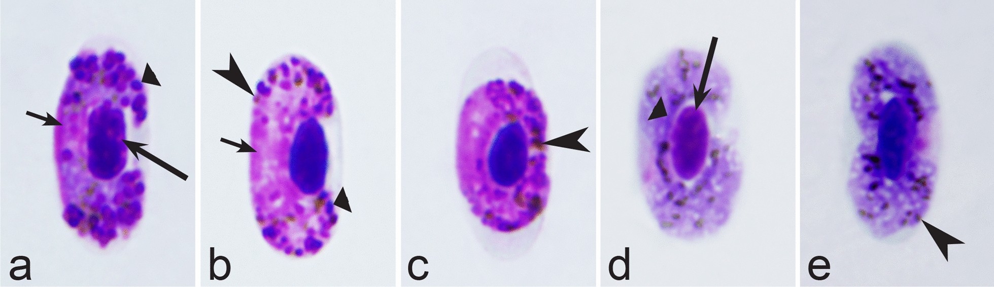 Fig. 25