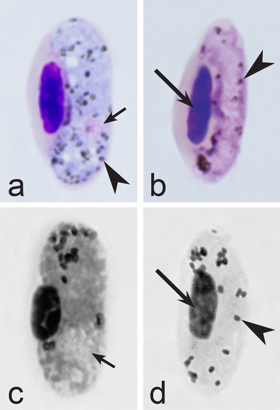 Fig. 26