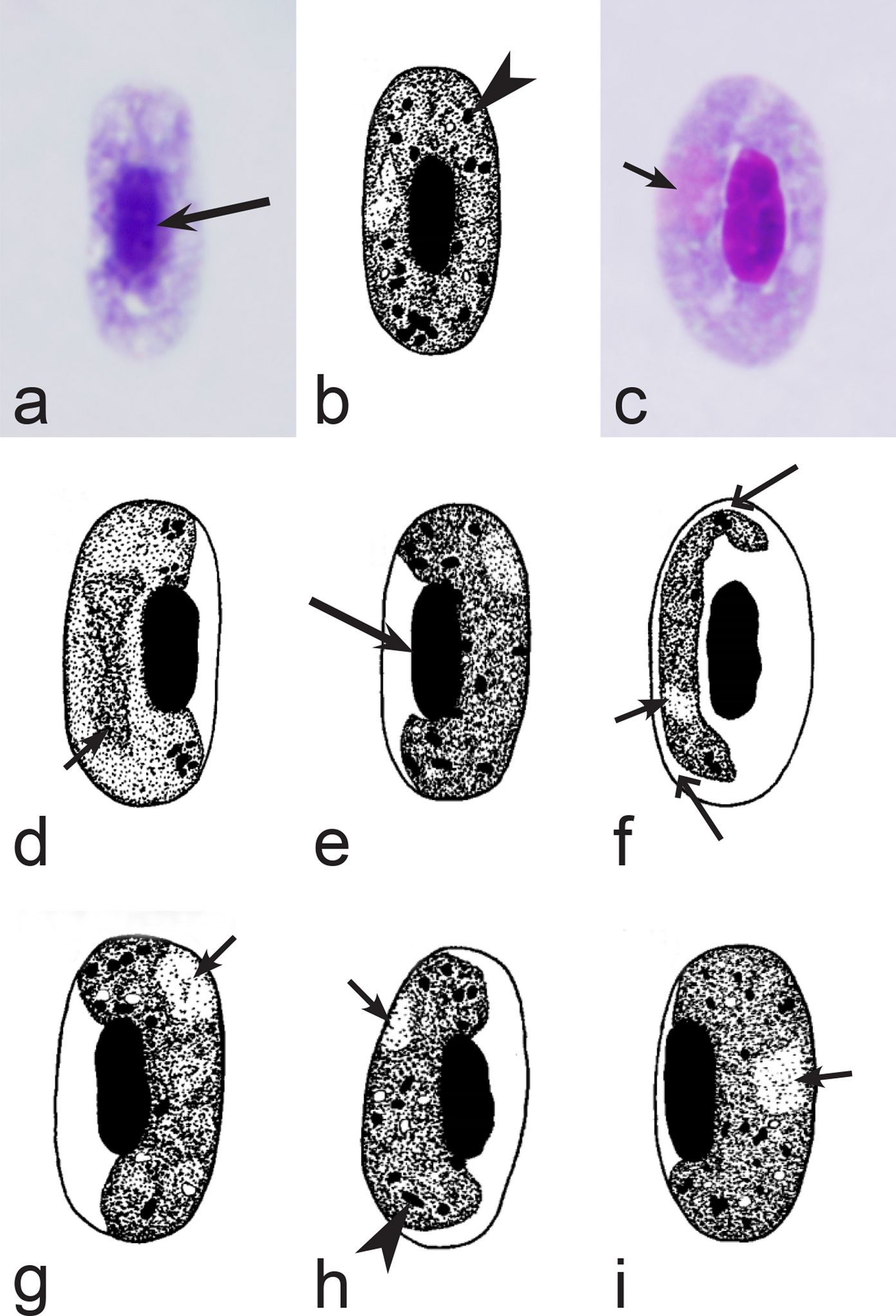 Fig. 27