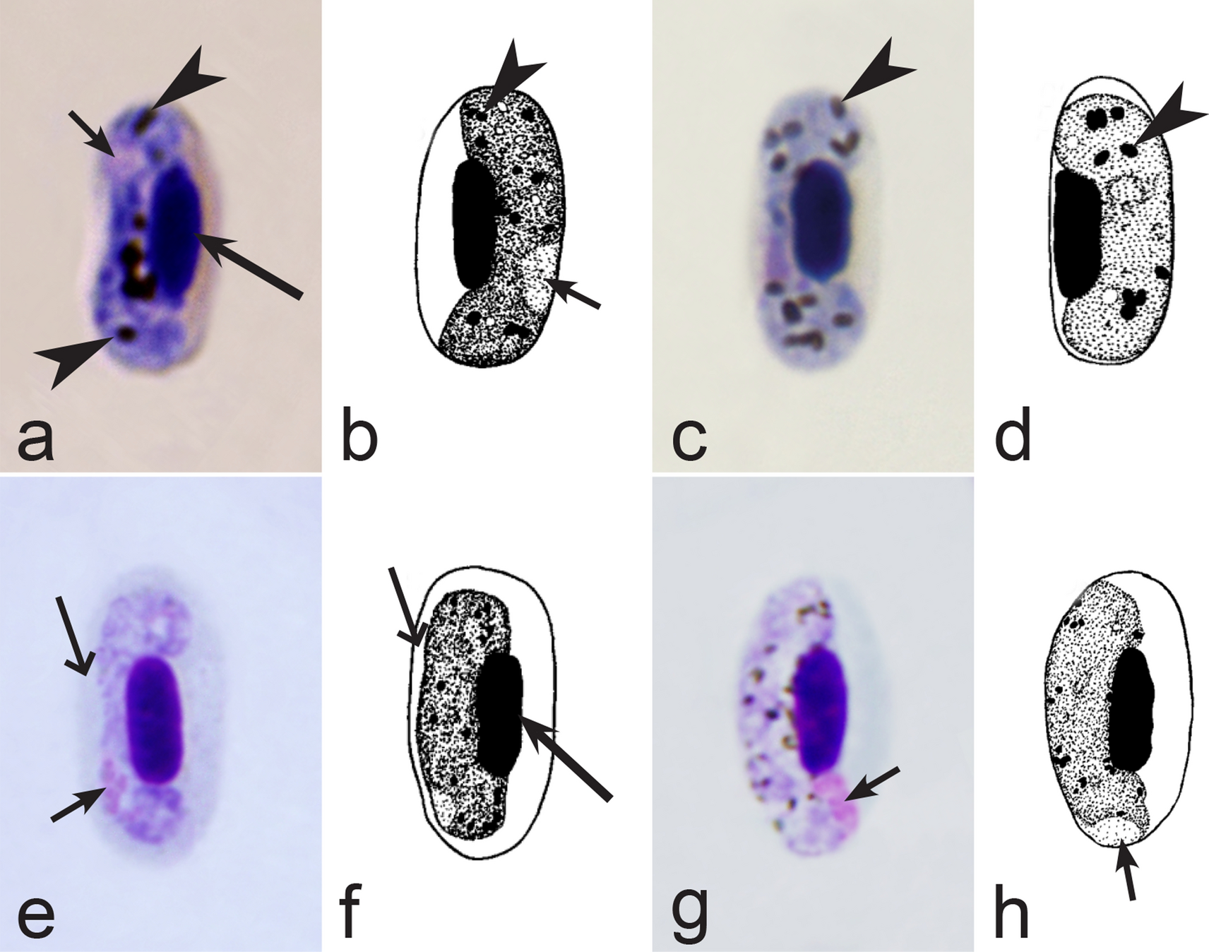 Fig. 28