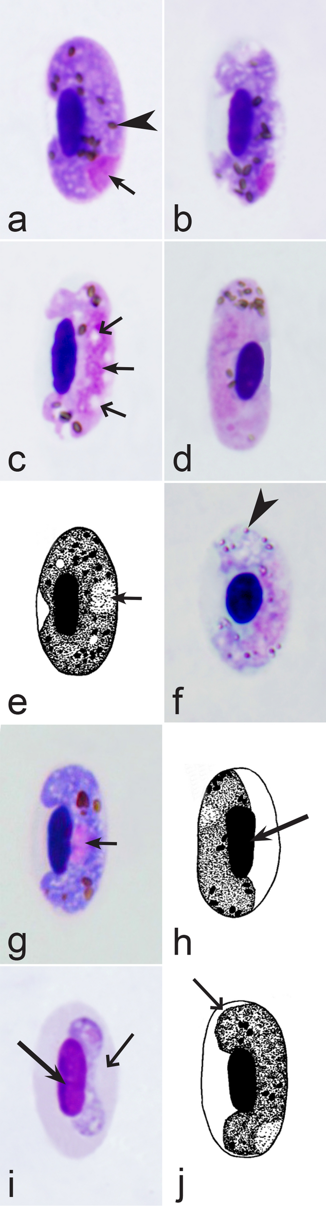 Fig. 30