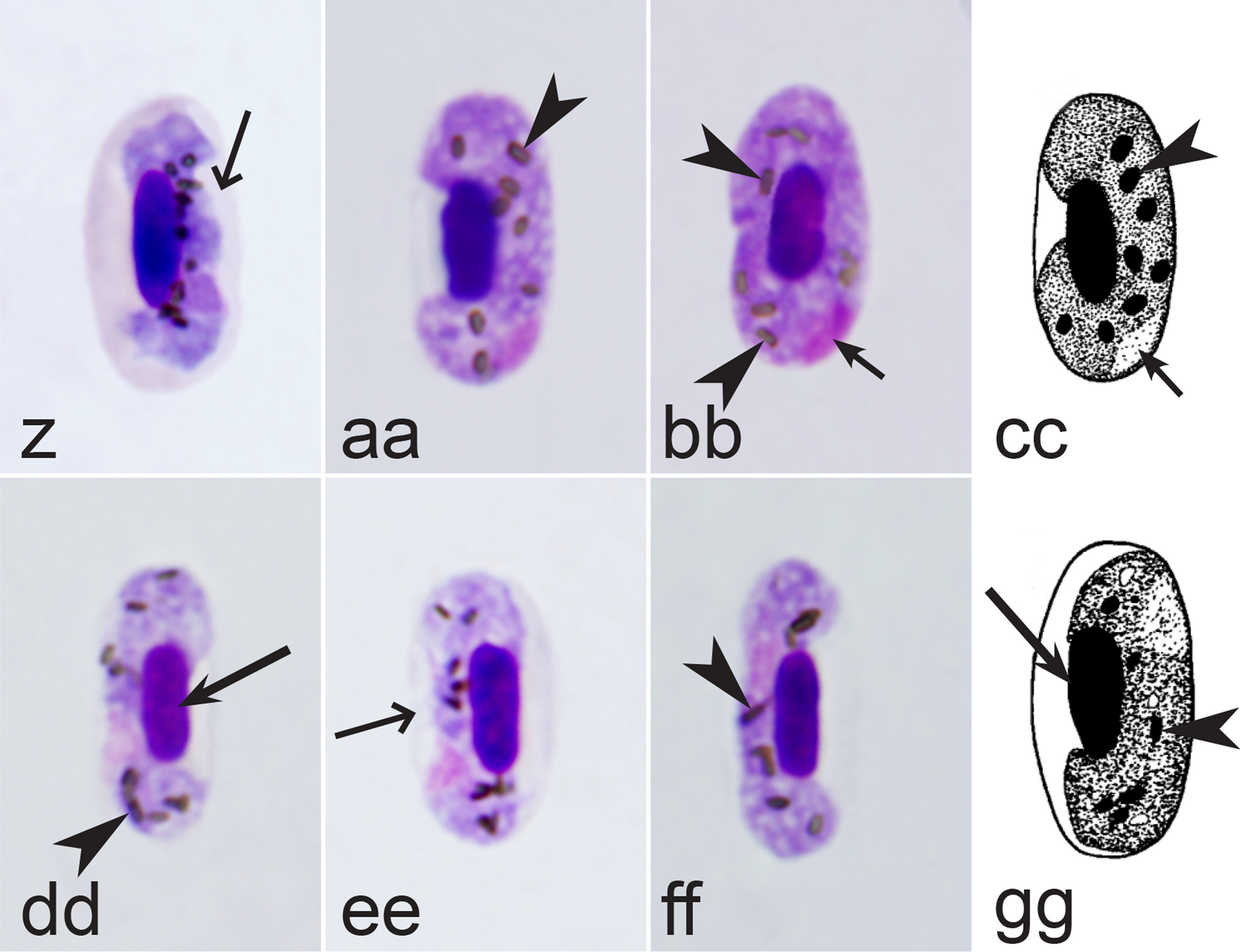 Fig. 35