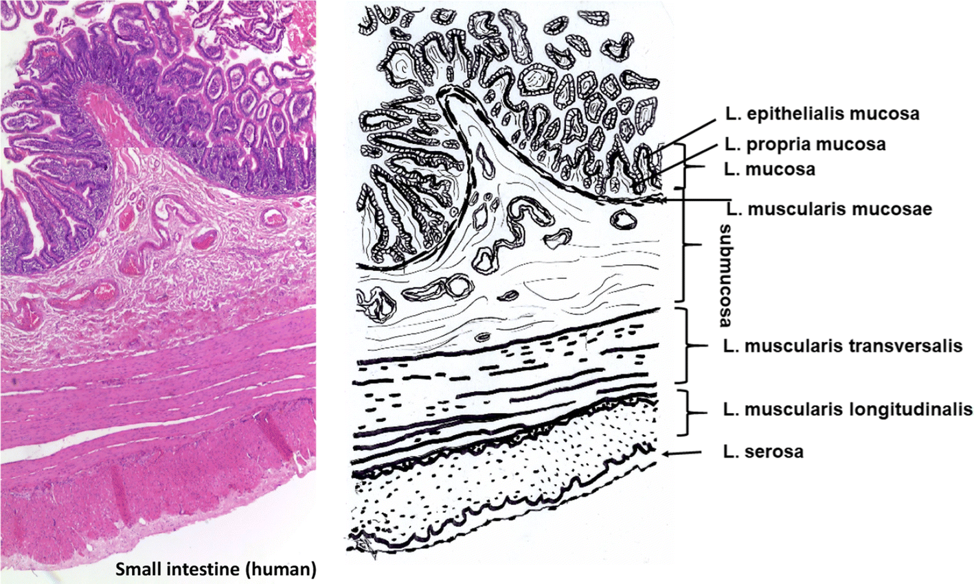 Fig. 3