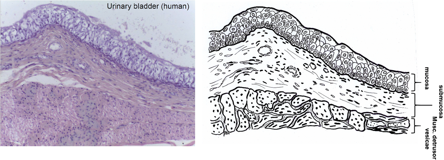 Fig. 4