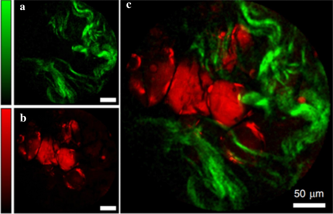 Fig. 13