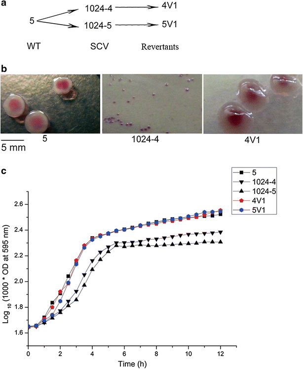 Fig. 1