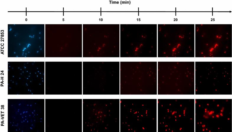 Fig. 2