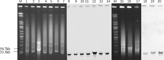 Fig. 2