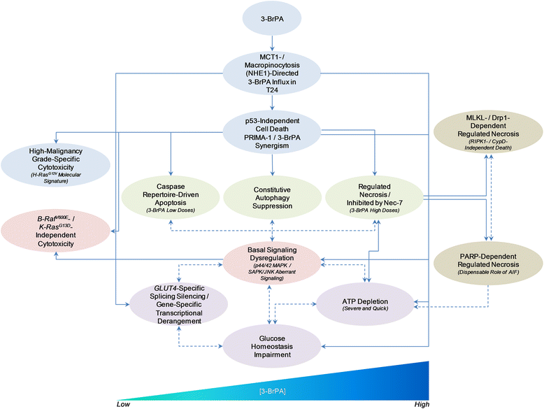 Pathophysiology Of Bladder Cancer In Flow Chart