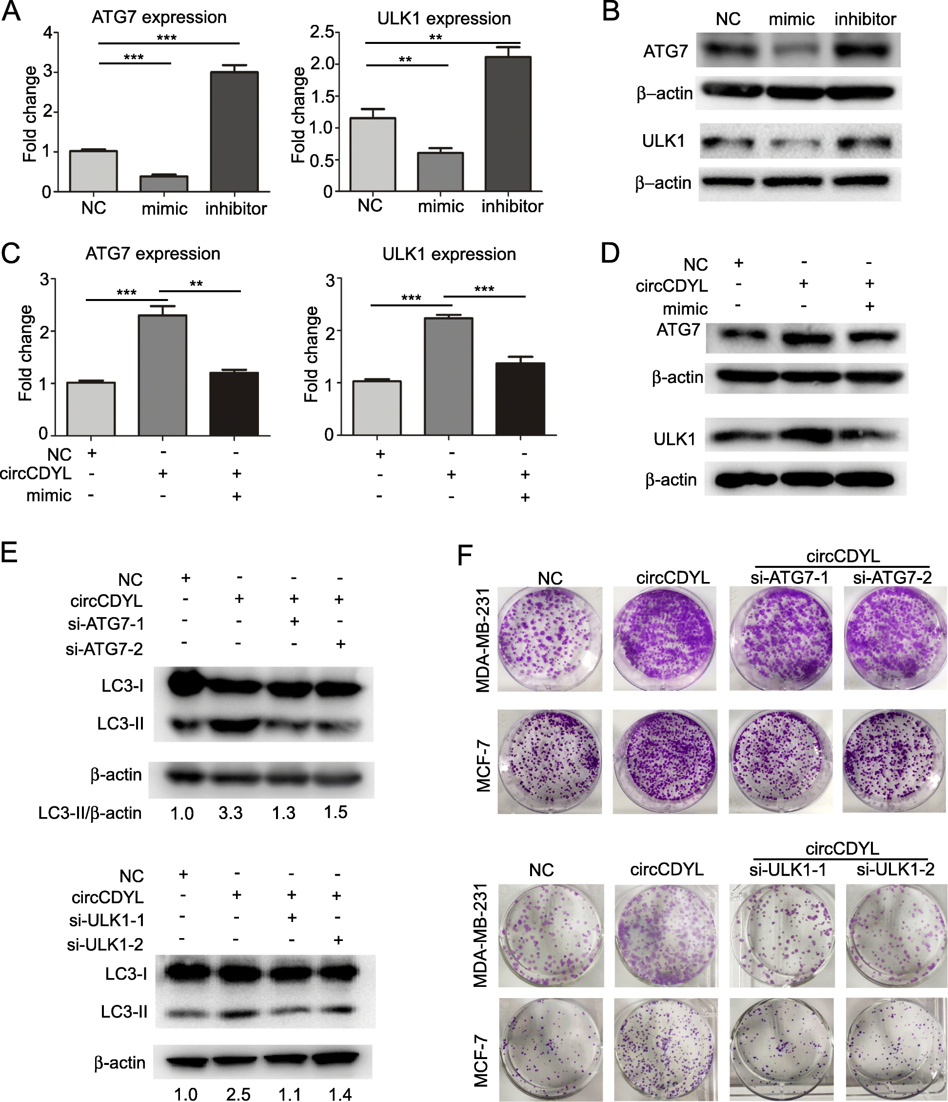 Fig. 5