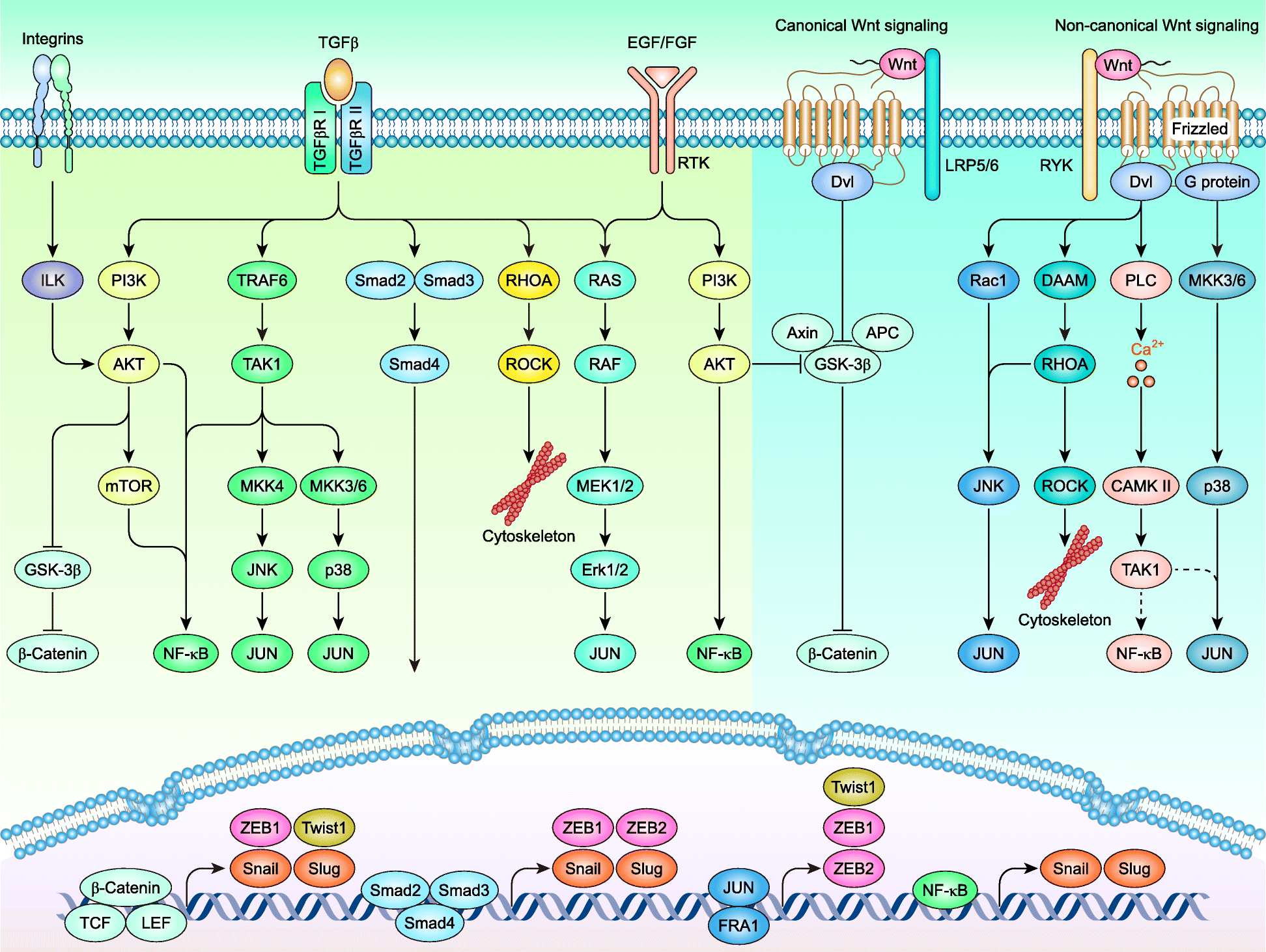 Fig. 6