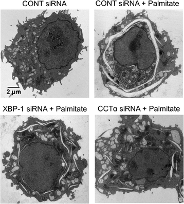 Fig. 8