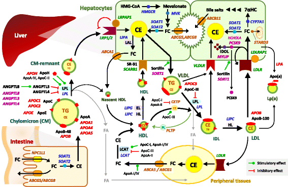 Fig. 1