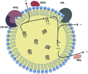 Fig. 3