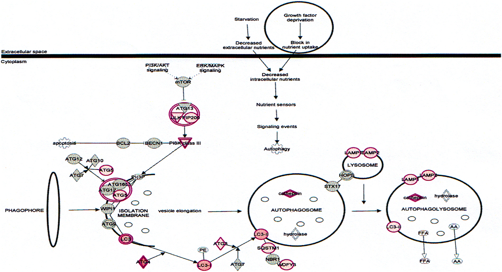 Fig. 11