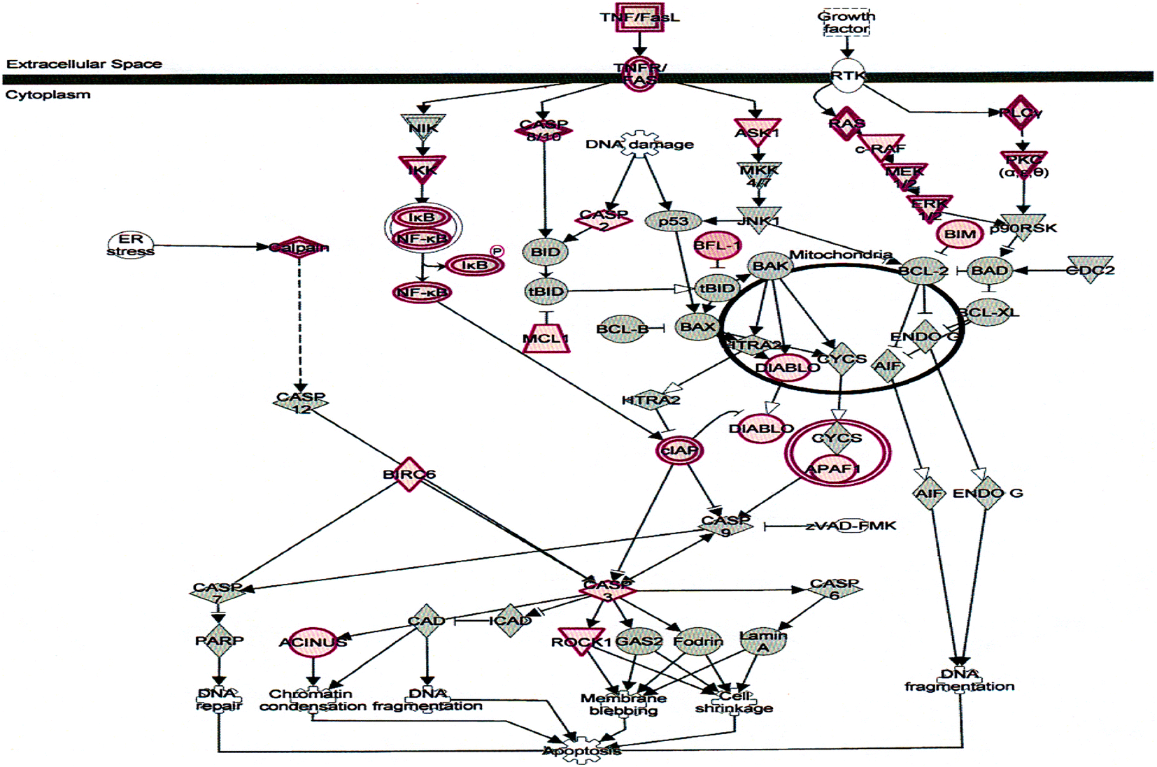 Fig. 12