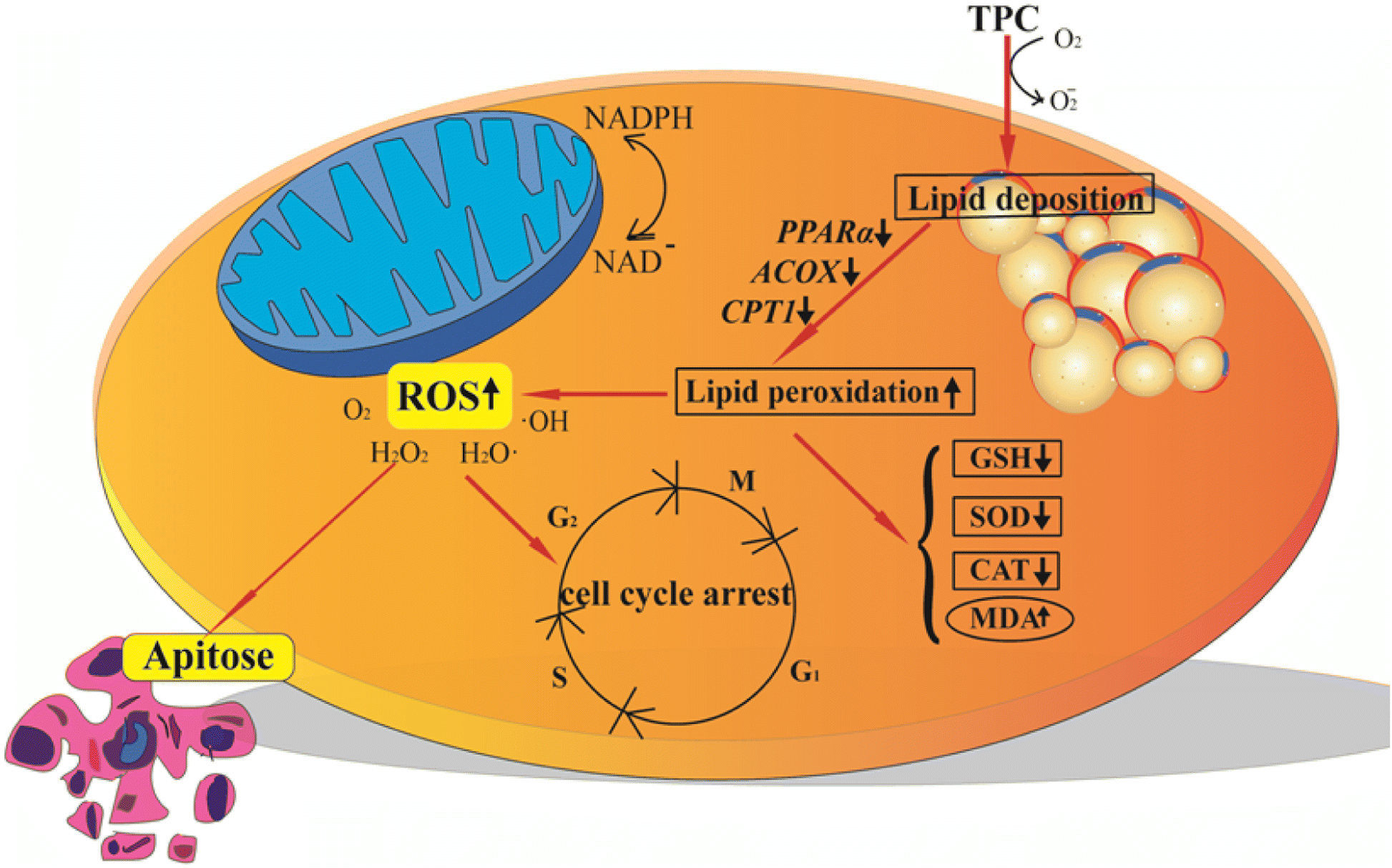 Fig. 8